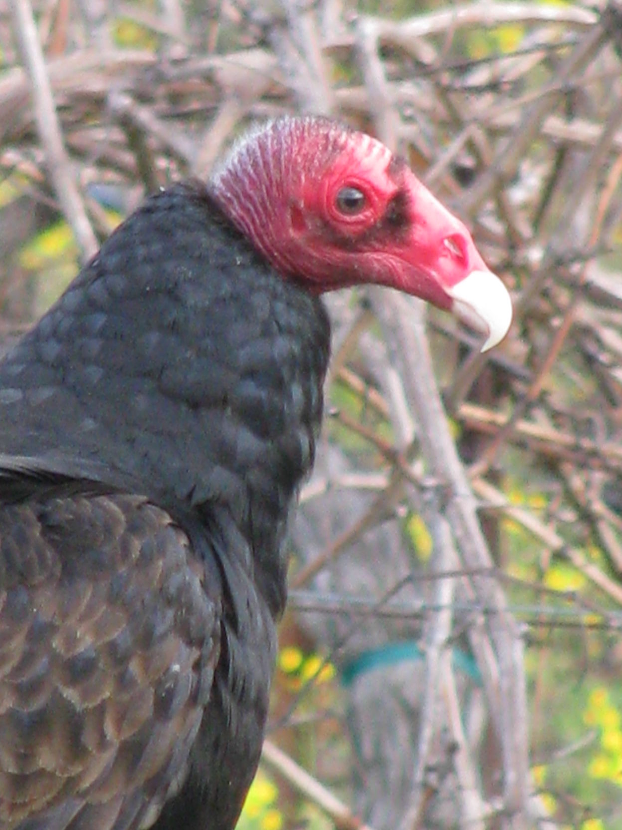 Turkey Vulture